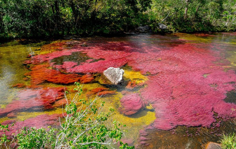 Caño Cristales River Trip
